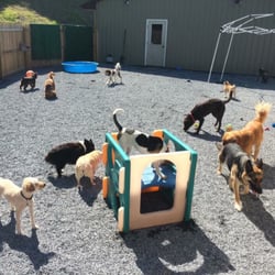 Pawnal Pets - Kaia my dog is German Shepherd to right of picture. Great outdoor space!