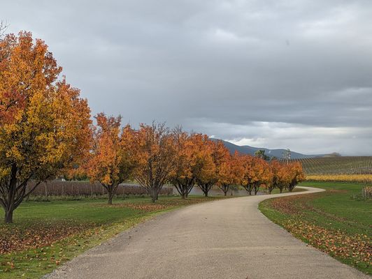 Oakridge Wines by null
