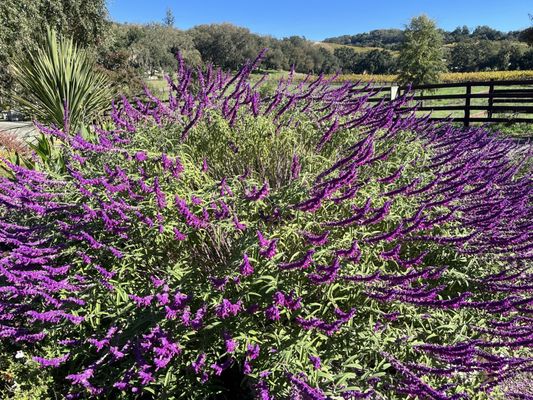 Seavey Vineyard by null