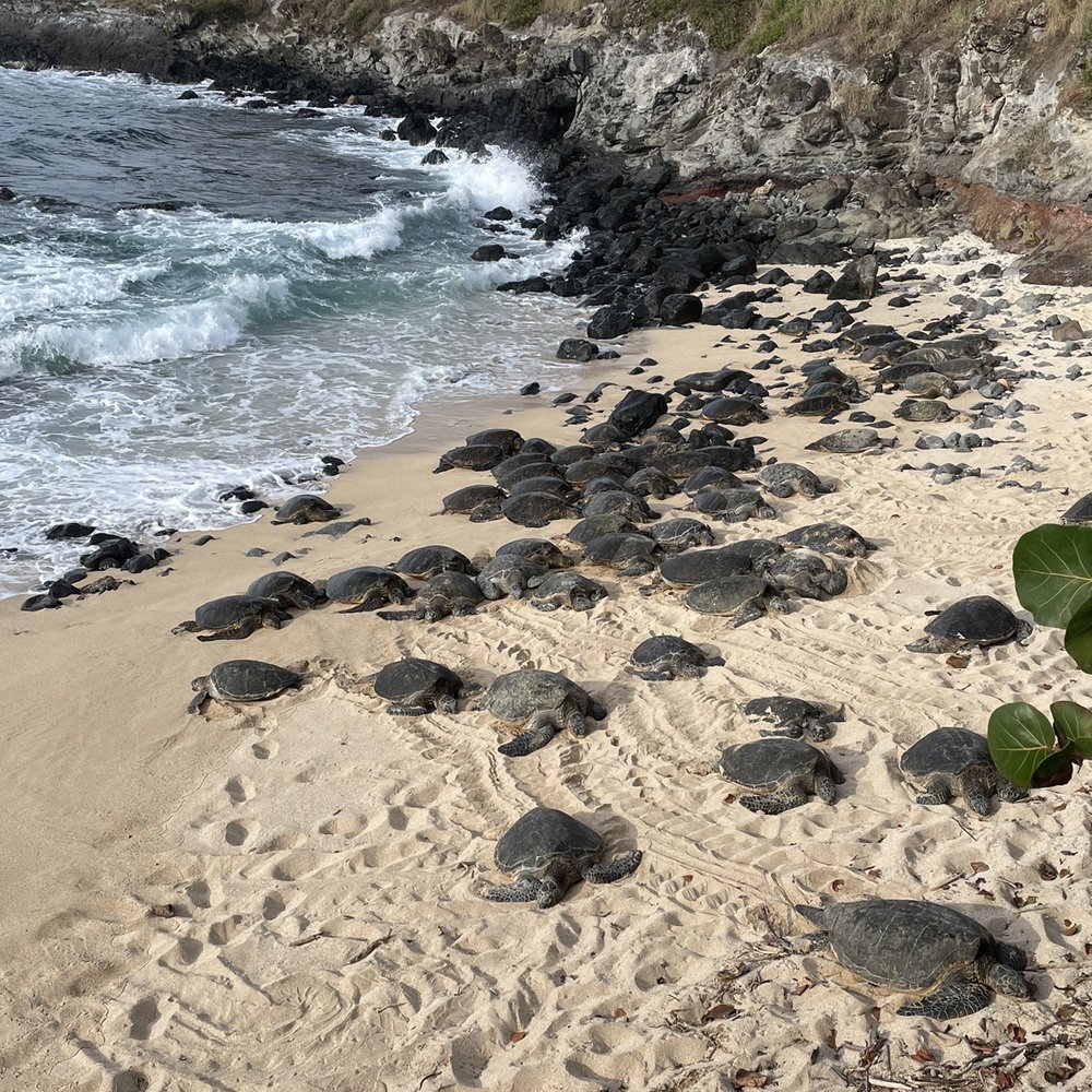 Sandy Cheeks Tours - Tours Near Me Sandy Cheeks Tours - Tours Near Me