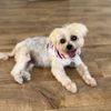 Groom Service Mobile Pet Spa gift card