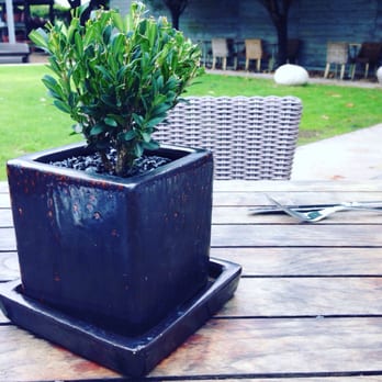 Tiny Boxwoods - New American Near Me - Houston, Texas Tiny Boxwoods - New American Near Me - Houston, Texas