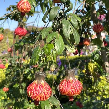 The Flower Fields - Venues & Event Spaces Near Me - Carlsbad, California