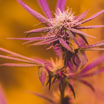 Gold Coast Meds - Cannabis Dispensaries Near Me Gold Coast Meds - Cannabis Dispensaries Near Me