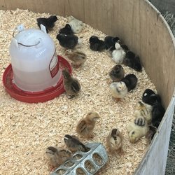 Burlington County Farm Fair