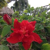 Garden Largo Key Botanical