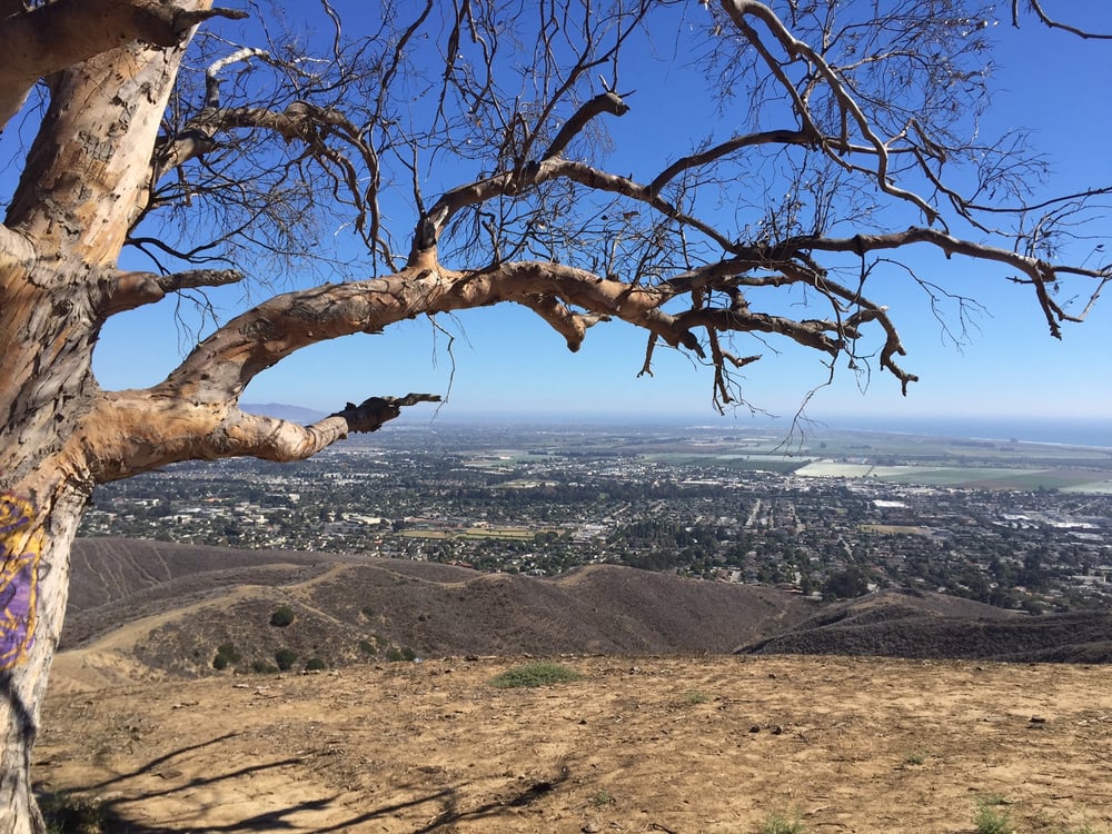 Two Trees 14 Photos Hiking Ventura, CA Yelp