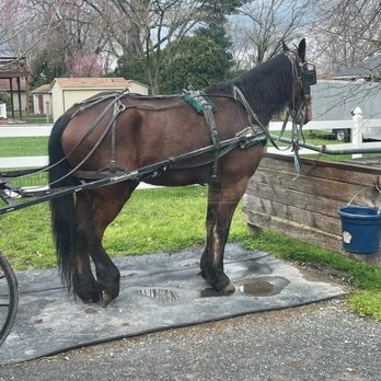 Abe's Buggy Rides - Tours Near Me - Bird In Hand, Pennsylvania Abe's Buggy Rides - Tours Near Me - Bird In Hand, Pennsylvania
