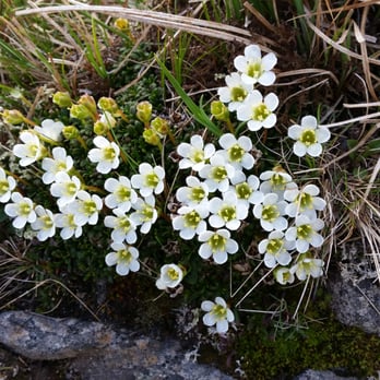 Mt. Washington Auto Road - Some flora on the mountain - Tours Near Me - Gorham, New Hampshire