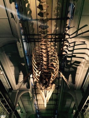 Manchester Museum by null