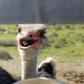 Ostrichland USA - Attraction Farms Near Me - Solvang, California Ostrichland USA - Attraction Farms Near Me - Solvang, California