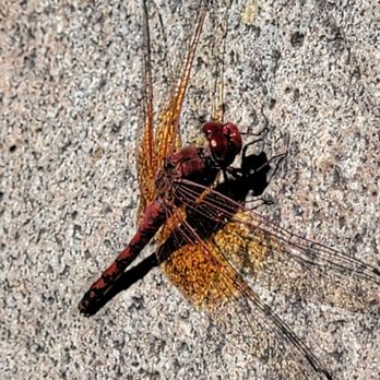 Elfin Forest Recreational Reserve - Red dragonfly - Hiking Near Me - Escondido, California Elfin Forest Recreational Reserve - Red dragonfly - Hiking Near Me - Escondido, California