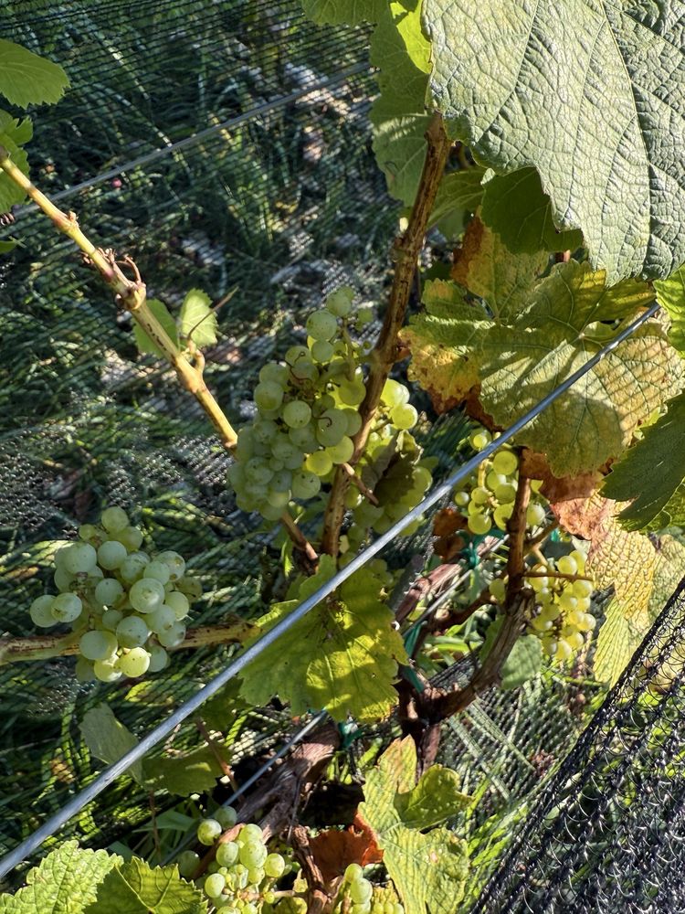 12 Ridges Vineyard Logo