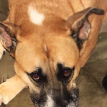BluePearl - Midvale - Veterinarians Near Me - Midvale, Utah