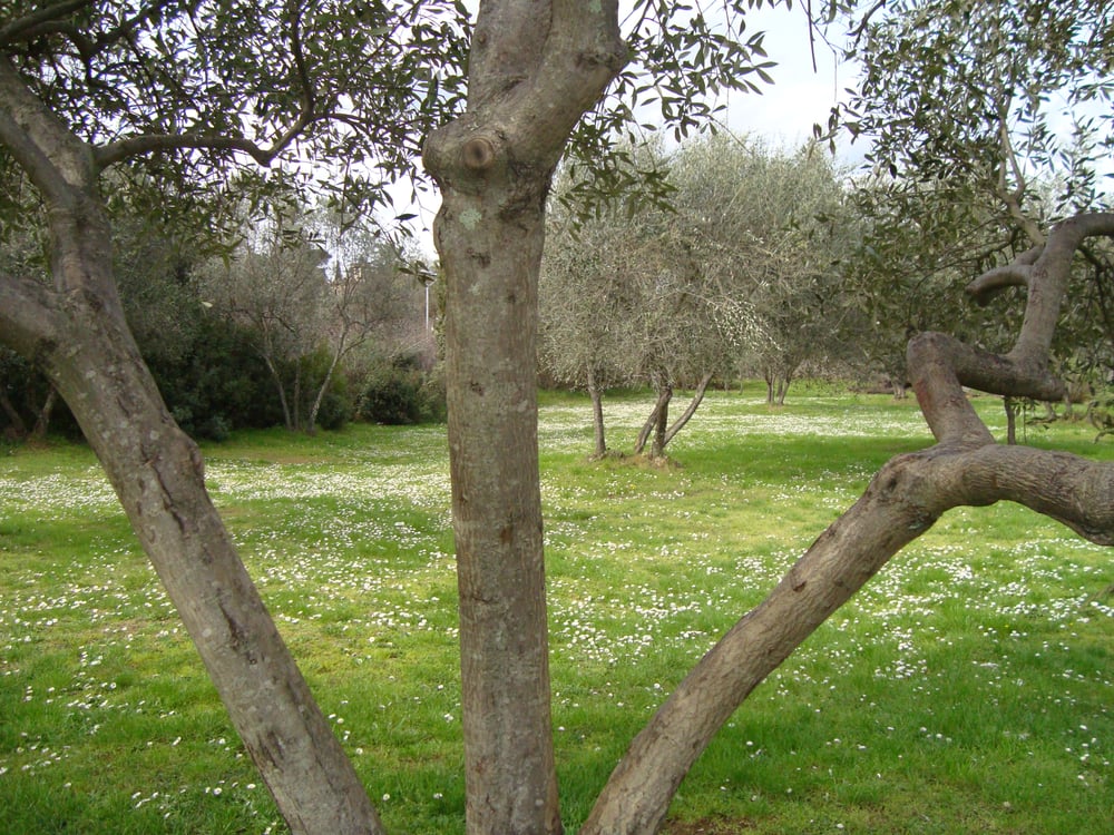 Area Pettini Burresi