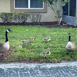 Wyndham Lakes - New month and new babies on the property! :)