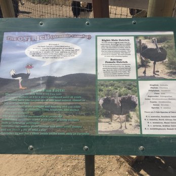 Ostrichland USA - Attraction Farms Near Me - Solvang, California Ostrichland USA - Attraction Farms Near Me - Solvang, California