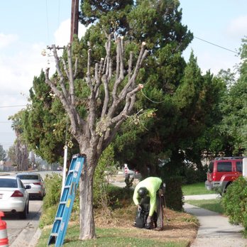 MTS Landscape - Side tree - AFTER - Landscaping Near Me - Moreno Valley, California MTS Landscape - Side tree - AFTER - Landscaping Near Me - Moreno Valley, California
