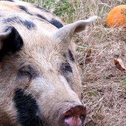 Avalon Acres CSA