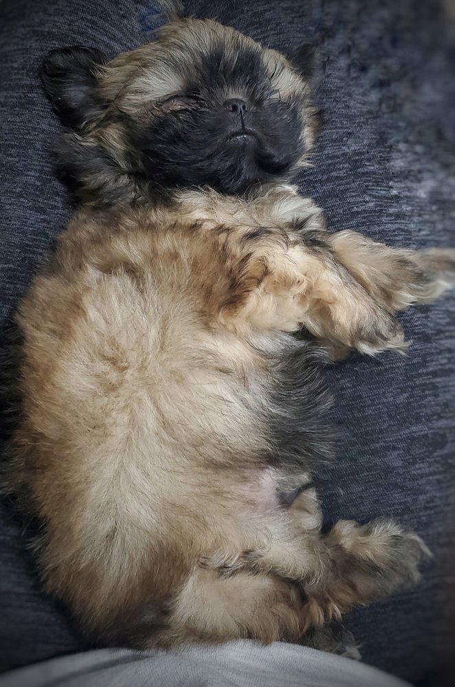 The Puppy Place Image