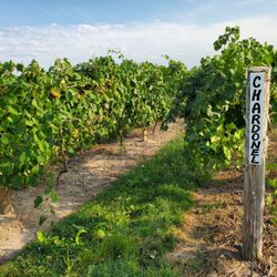 Forraht Fruit Farms