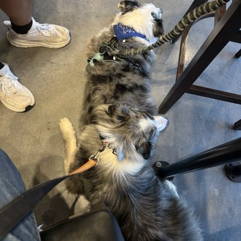 Thirsty Pups Brewery - Pups hanging out! - Breweries Near Me - Castle Hills, Texas Thirsty Pups Brewery - Pups hanging out! - Breweries Near Me - Castle Hills, Texas