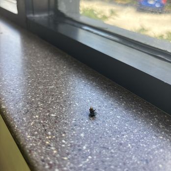 Wendy's - One of many dead flies in the window seals - Fast Food Near Me - Davie, Florida Wendy's - One of many dead flies in the window seals - Fast Food Near Me - Davie, Florida