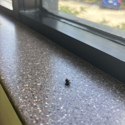 Wendy's - One of many dead flies in the window seals