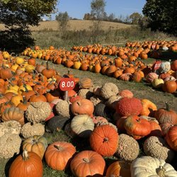 Wells Pumpkin Farm - Pumpkins, all prices, all colors!