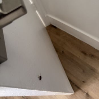 PAC Properties - Roach on bathroom door - Property Management Near Me - Los Angeles, California