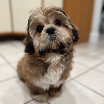 Homestead Acres - Boomer - Shih Tzu - Pet Breeders Near Me - Middletown, Delaware Homestead Acres - Boomer - Shih Tzu - Pet Breeders Near Me - Middletown, Delaware