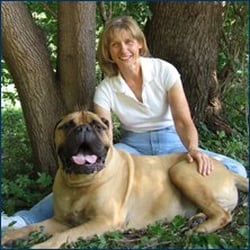 In Relation With Dogs - Linda Brodzik and Zachary, a Bullmastiff