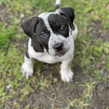 Animal Care Hospital - Veterinarians Near Me - Mandeville, Louisiana Animal Care Hospital - Veterinarians Near Me - Mandeville, Louisiana