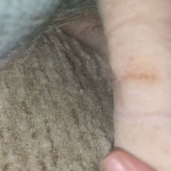 Thumb Veterinary Services - Marks on legs from straps on the surgery table.