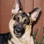 Photo of Four Paws