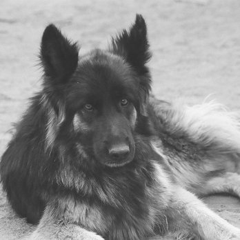 Muleshoe Animal Clinic - Veterinarians Near Me - Kirkland, Arizona Muleshoe Animal Clinic - Veterinarians Near Me - Kirkland, Arizona