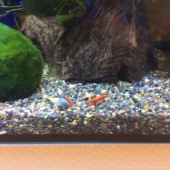 405 Tropical Fish - Massive hairy green moss ball to the left, tiny cute little shrimps and snails to the right, perfect harmony. - Local Fish Stores Near Me - Westminster, California 405 Tropical Fish - Massive hairy green moss ball to the left, tiny cute little shrimps and snails to the right, perfect harmony. - Local Fish Stores Near Me - Westminster, California