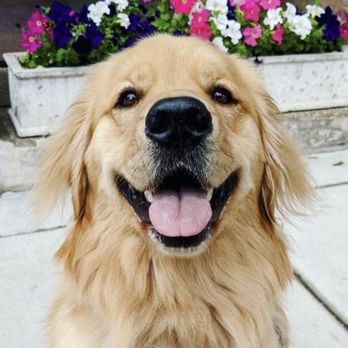 Chicago Pet Sitters - We're wishing you a GOLDEN day! - Dog Walkers Near Me Chicago Pet Sitters - We're wishing you a GOLDEN day! - Dog Walkers Near Me