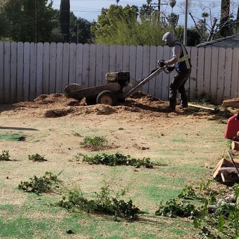 Ortega's Jr Tree Service - Stump grinding...tree went to become great firewood. - Tree Services Near Me - Riverside , California