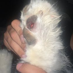 The Pet Parlor - The gash in our dogs paw pad from this grooming facility!