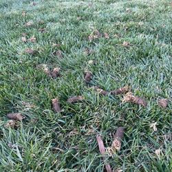 Green Mountain Lawn Services - Core Aeration Plugs