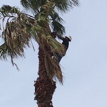 M&L Tree Service - Tree Services Near Me M&L Tree Service - Tree Services Near Me