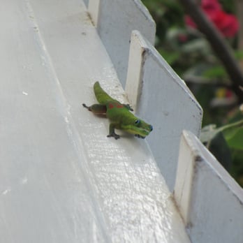 The Coffee Shack - A gecko sunning himself on the railing. - Coffee & Tea Near Me - Captain Cook, Hawaii The Coffee Shack - A gecko sunning himself on the railing. - Coffee & Tea Near Me - Captain Cook, Hawaii