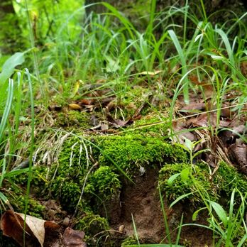 Pere Marquette State Park - Lot of pretty moss along the trails - Parks Near Me - Grafton, Illinois Pere Marquette State Park - Lot of pretty moss along the trails - Parks Near Me - Grafton, Illinois