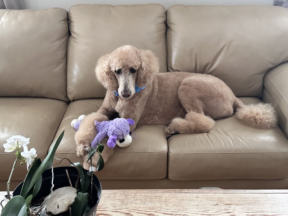 The Pet Boutique Image