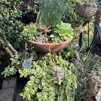 Kileen's Succulent Vertical Gardens  - Art Classes Near Me - Clovis, California