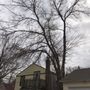 Photo of EJ Tree Service