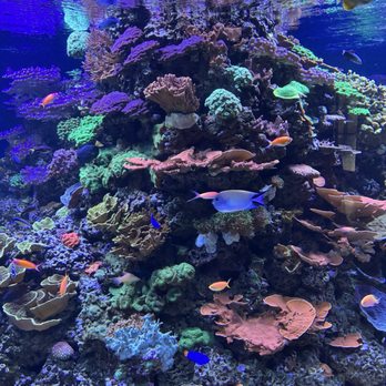 New England Aquarium - Aquariums Near Me - Boston, Massachusetts New England Aquarium - Aquariums Near Me - Boston, Massachusetts
