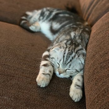 Luxury Kittens Scottish Fold - Pet Stores Near Me - Brooklyn, New York