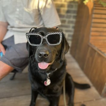 The Stag - @kayo_thedoggo - Pubs Near Me - London, XGL